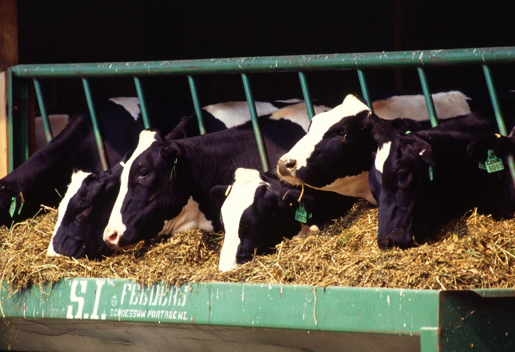 Cattle feeding USDA gallery